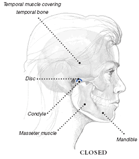 diagram of a human's jaw muscles - side view