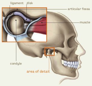 diagram of a human skull showing the jaw and ligaments